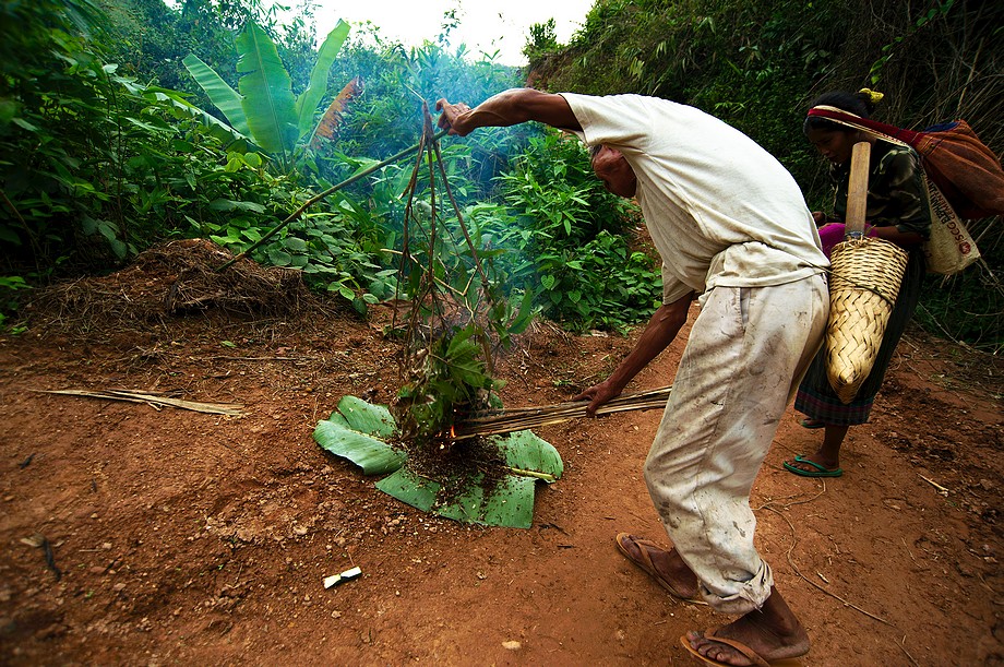 Laos, Nam Mang, mężczyzna strzepuje z gałęzi mrówki na posiłek (Na północy Tajlandii i Laosu)
